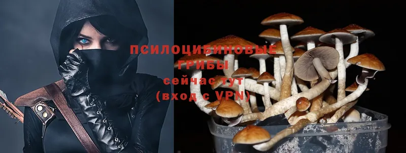 Галлюциногенные грибы Psilocybe  Гремячинск 